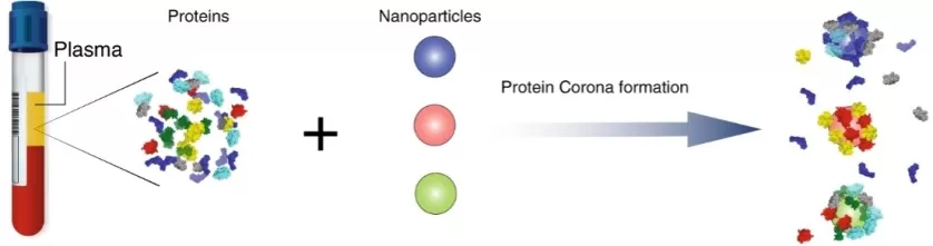Formation of NP protein corona